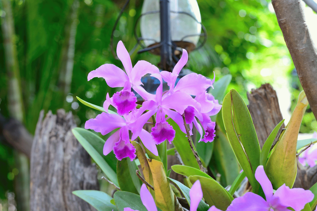Cattleya (corsage orchid).png